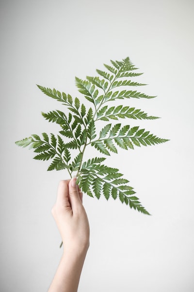 手持绿叶植物的人